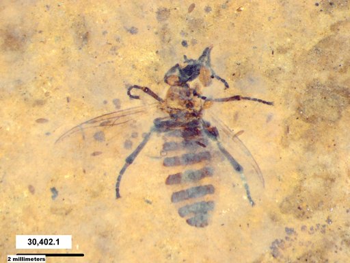 Genus sp