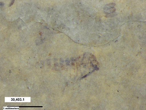 Genus sp
