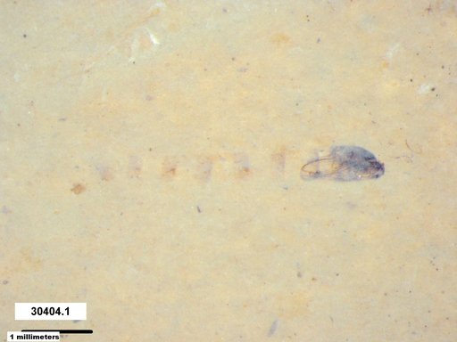 Diptera