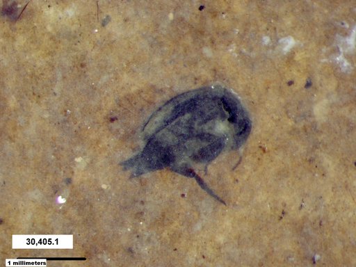 Mordellidae
