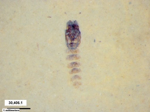 Genus sp