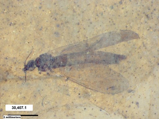 Diptera
