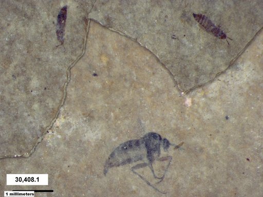 Genus sp