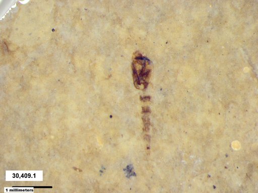 Genus sp