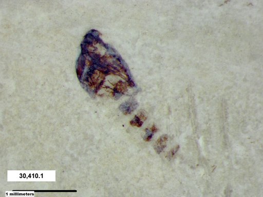 Diptera