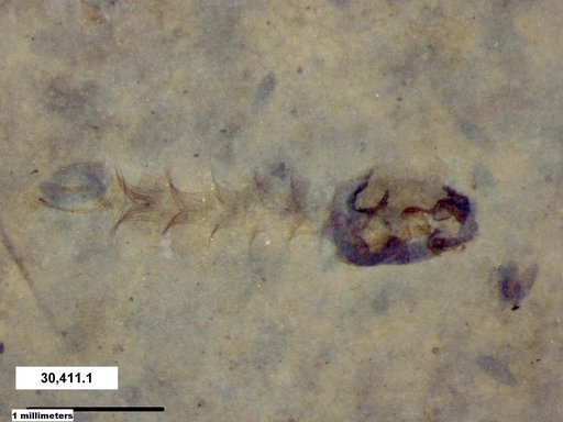 Diptera