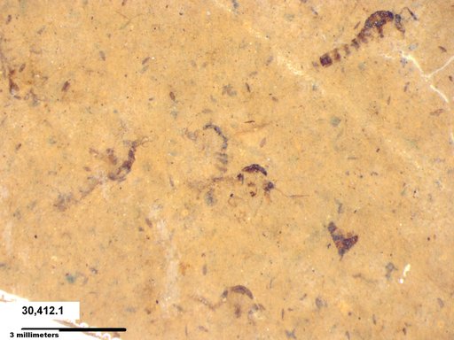 Chaoboridae