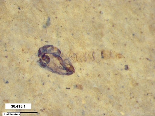 Chaoboridae