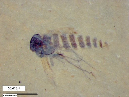 Genus sp