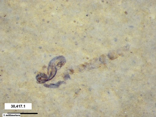 Chaoboridae