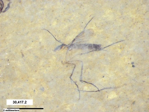 Mycetophilidae