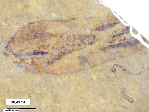 Insecta