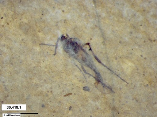 Aphididae