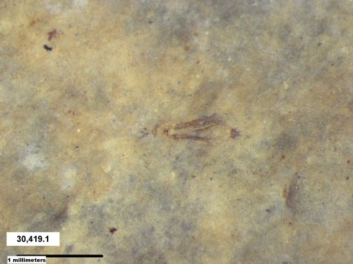 Genus sp