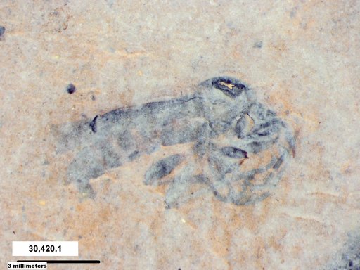 Genus sp