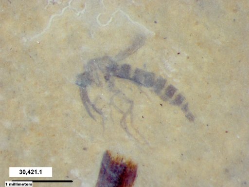 Genus sp