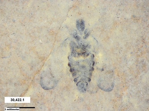 Genus sp