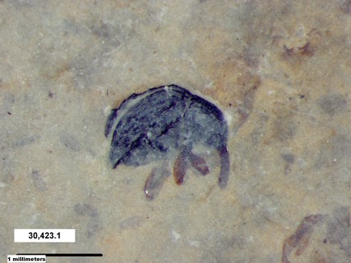 Genus sp