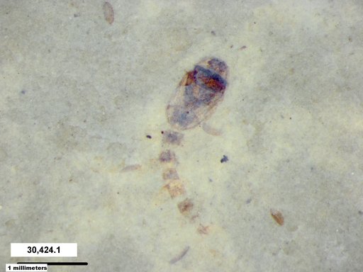 Genus sp