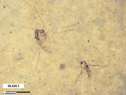 Diptera