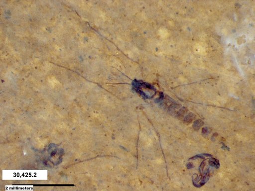 Genus sp