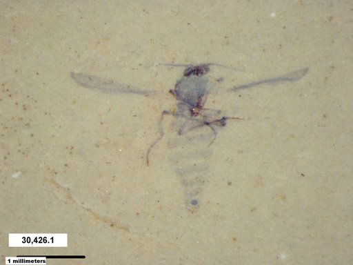 Diptera