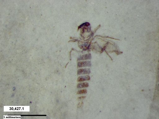 Diptera