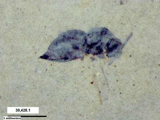 Genus sp