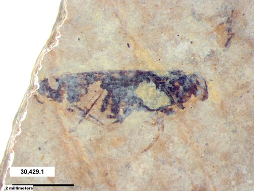 Genus sp