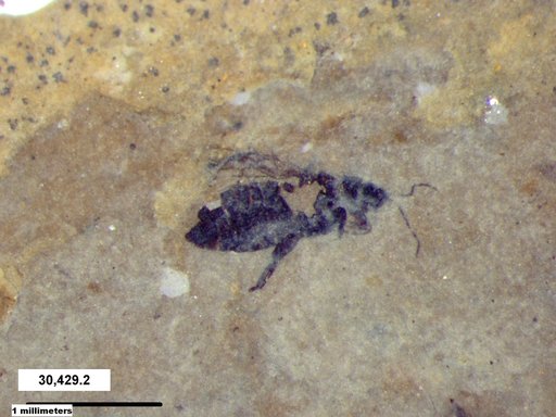 Genus sp