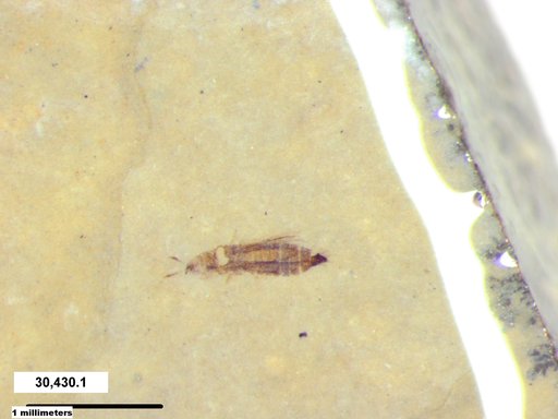 Genus sp