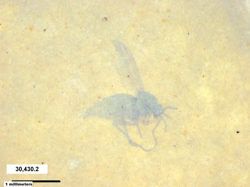 Sciaridae