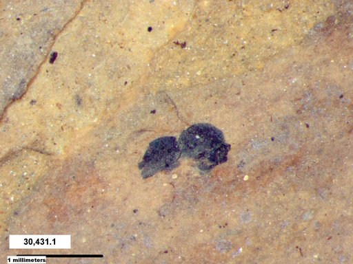 Genus sp