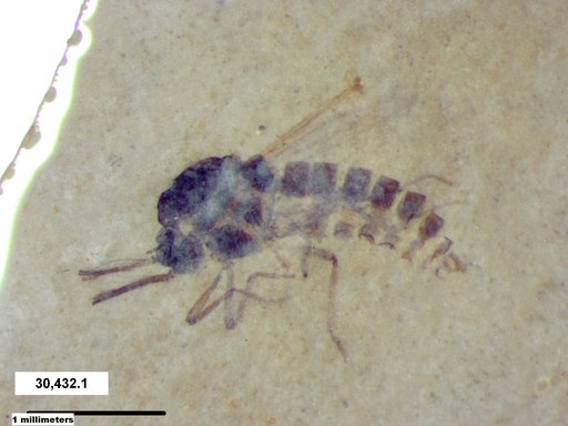 Diptera