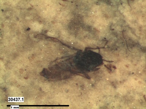 Diptera