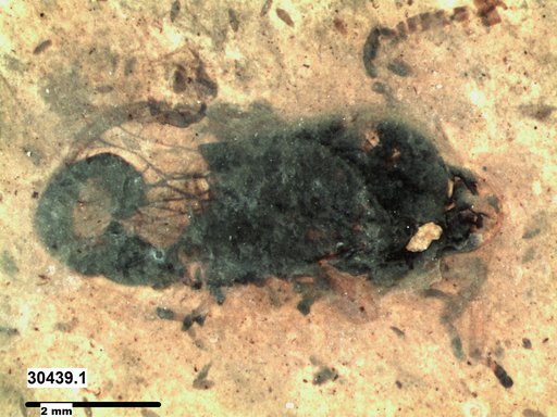 Genus sp