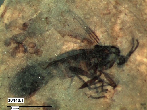 Diptera