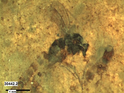 Diptera