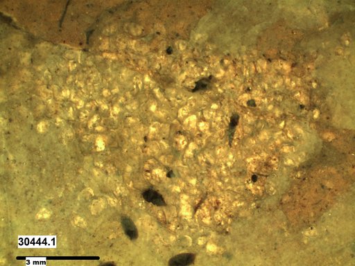 Genus sp