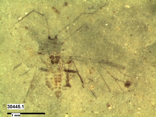 Aphididae