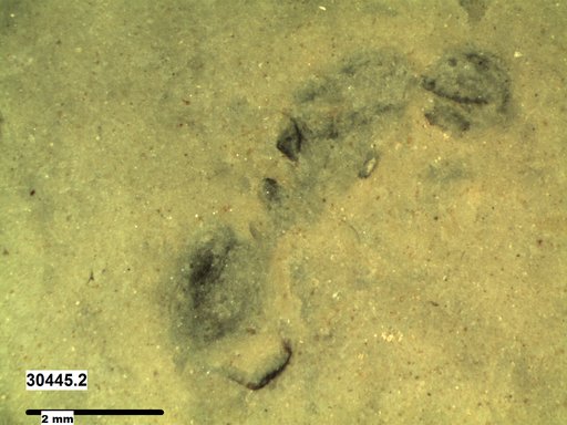 Formicidae