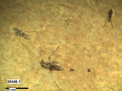 Notonectidae