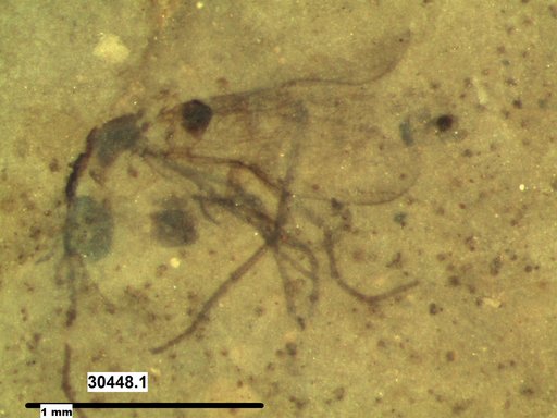 Diptera