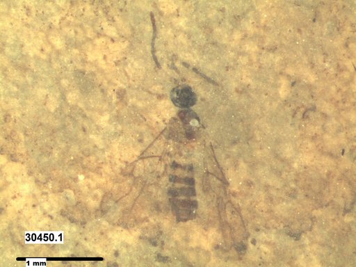 Braconidae