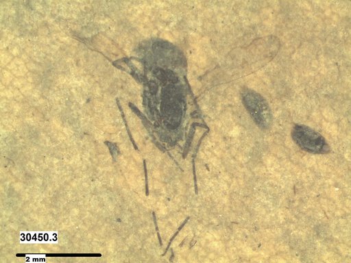 Diptera