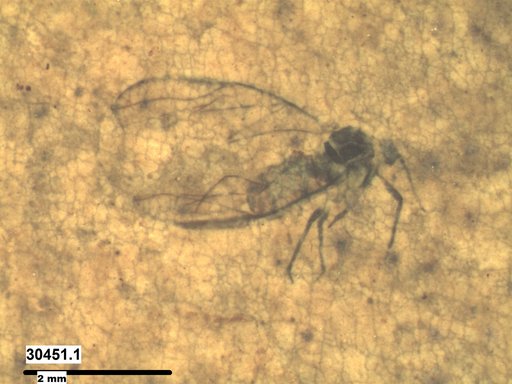 Aphididae