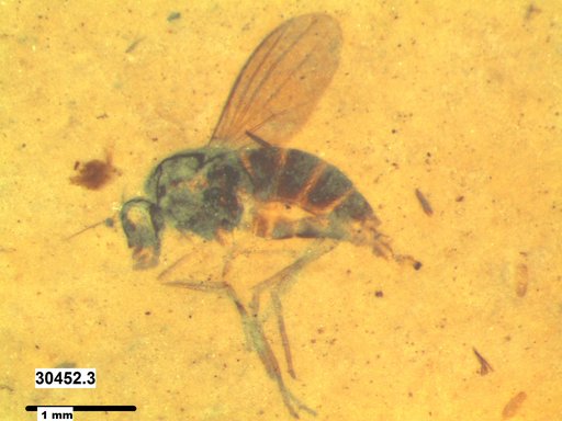 Diptera