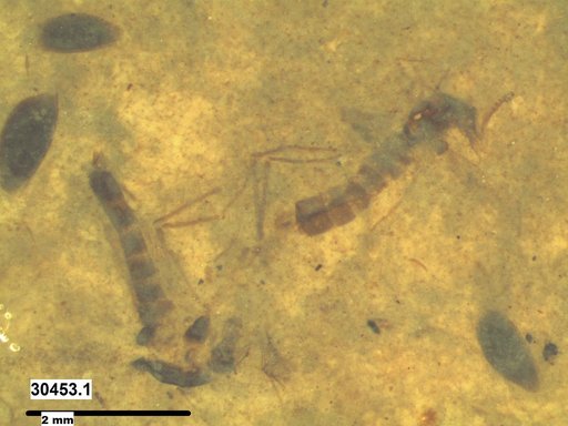Chaoboridae