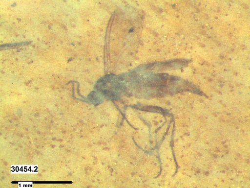 Sciaridae