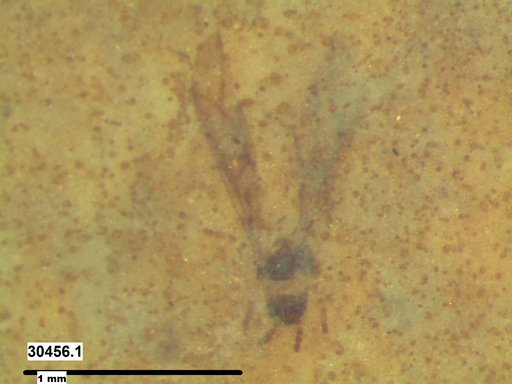 Aphididae